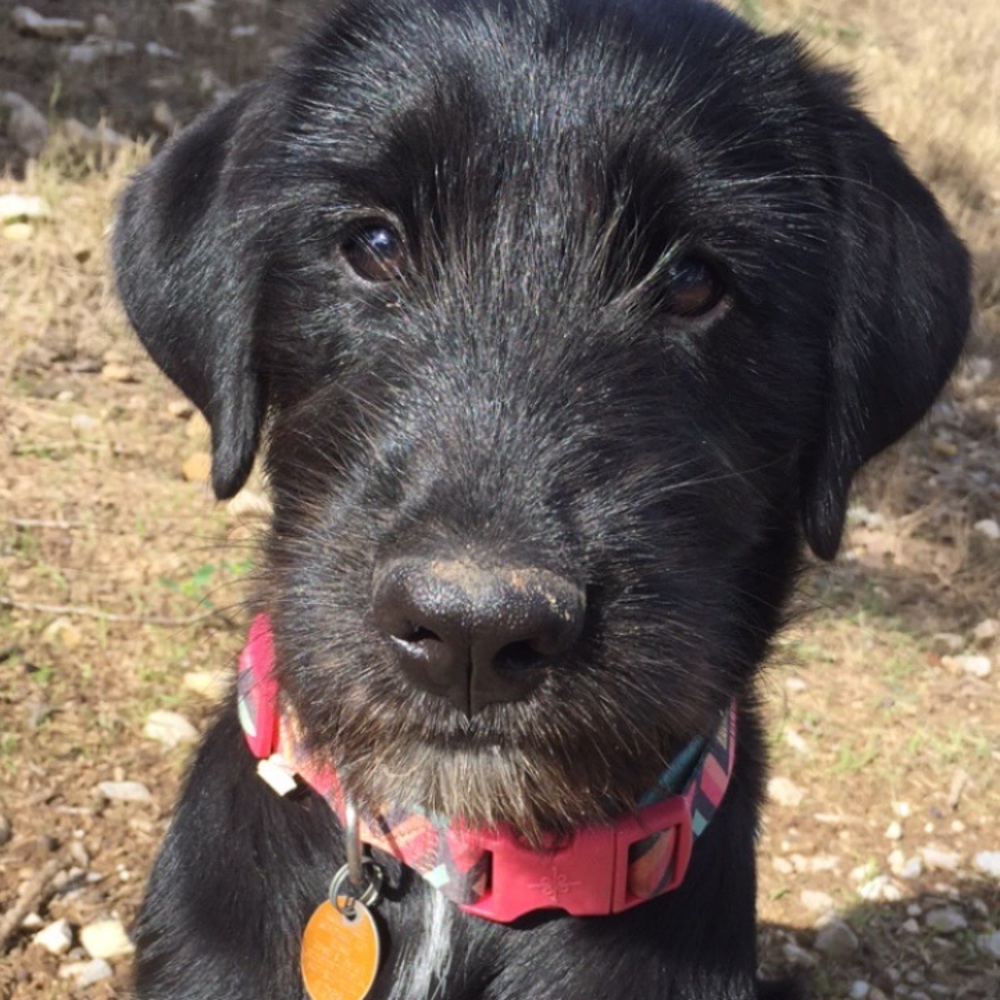 Meet your Posher, Railey